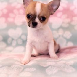 AKC SPLIT - Sable spotted white male Chihuahua puppy in Troy, Missouri from Limelight Chihuahuas