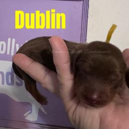 Dublin - Chocolate and cream male Dachshund puppy in Monitor, Washington from Shannon Dolly’s Dachshunds