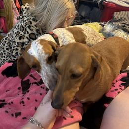 Dachshund All Grown Up from Nicholes Doxies
