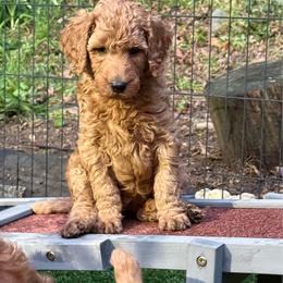 Purple - Lizzy - Apricot female Poodle puppy in Keedysville, Maryland from Sunshine Red Standard Poodles