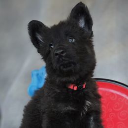 Red Boy - Shiloh Shepherd puppy from Stunning Shiloh Shepherds