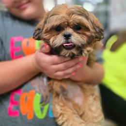 Tiny Sailor - Brindle male Shih Tzu puppy in Hartville, Missouri from Petty Paws