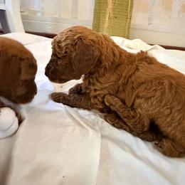 Axel - Red  male Poodle puppy in Colerain, North Carolina from Lisa's Poodles