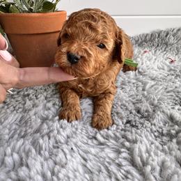 Green - Red  male Poodle puppy in Las Vegas, Nevada from Vegas Toy Poodles