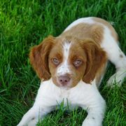 French Brittany Puppies from L'Etoile du Nord Kennels