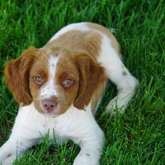 French Brittany Puppies from L'Etoile du Nord Kennels
