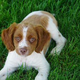French Brittany Puppies from L'Etoile du Nord Kennels
