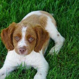 French Brittany Puppies from L'Etoile du Nord Kennels