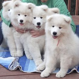 Samoyed Puppies from Bruin Samoyeds