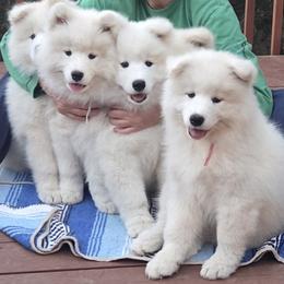 Samoyed Puppies from Bruin Samoyeds