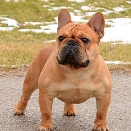 Tater Tot - French Bulldog