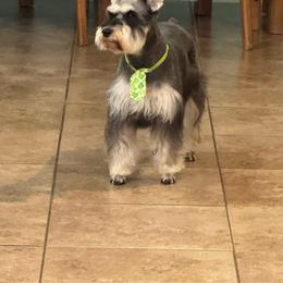 Daisy - Miniature Schnauzer