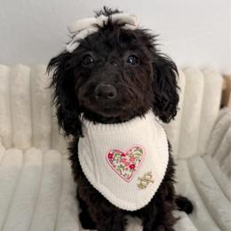 Yellow Collar - Black female Goldendoodle puppy in Gilbert, Arizona from Desert Paws Doodles