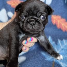 Domino - Black male Pug puppy in Blountsville, Alabama from Rock Springs Pugs