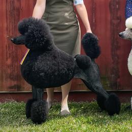 Violet - Poodle