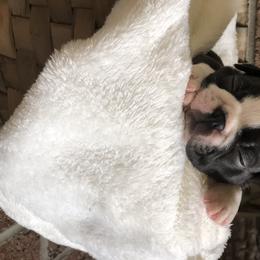Boston Terrier Puppies from True North Bostons