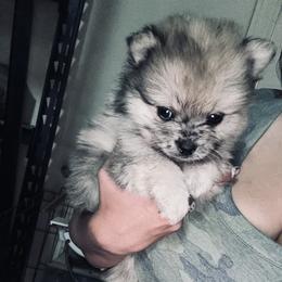 Pomeranians from Panhandle Poms