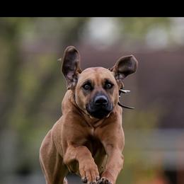 Rhodesian Ridgeback All Grown Up from Abbey Rhode Rhodesian Ridgebacks