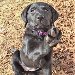 Labrador Retriever Puppies from Lorlyn Labradors