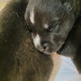 Siberian Husky Puppies from Current River Siberians