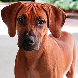 Rhodesian Ridgebacks from RoccRidge Hounds