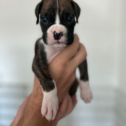 Boxer Puppies from OTR Boxers