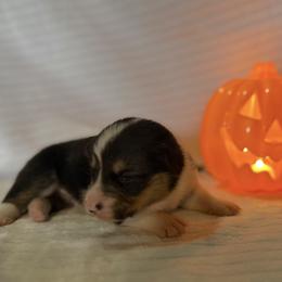 Snoopy - Black and tan male Pembroke Welsh Corgi puppy in Hillsville, Virginia from Bonderosa Kennels