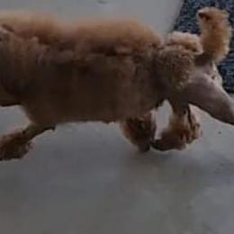 Scarlet - Poodle