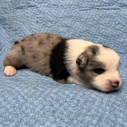 Frost - Blue merle male Australian Shepherd puppy in Olivehurst, California from Double M Aussies