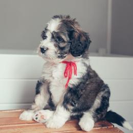Bernedoodle Puppies from Southern Oak Breeders LLC