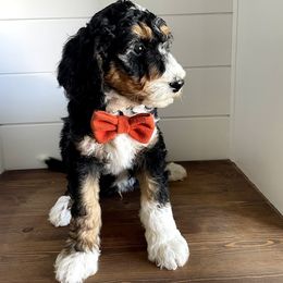 Bernedoodle, Cavalier King Charles Spaniel, and Cavapoo Puppies from Harper Haven Cavaliers & Doodles