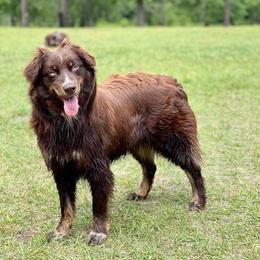 Ringo - Australian Shepherd