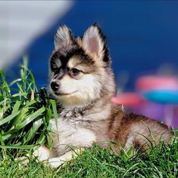 Nutmeg (White Collar) - Black female Pomsky puppy in Kennewick, Washington from Nebula Ranch Pomskies