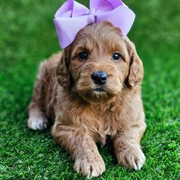 Kaia's Lilac Girl - Red  female Goldendoodle puppy in Kountze, Texas from Texas Doodles LLC