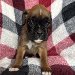 Cooper - Fawn male Boxer puppy in Cicero, New York from MK Boxer Haven of CNY