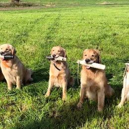 Golden Retrievers from Sue Sherman Biery's Golden Retrievers