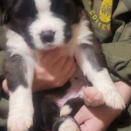 Lauren Daigle - Brown and white female Saint Bernard puppy in Lowpoint, Illinois from Minnie's Majestic Saints