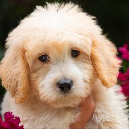 Mister Green - Cream male Labradoodle puppy in Travelers Rest, South Carolina from Doodles of Love Labradoodles