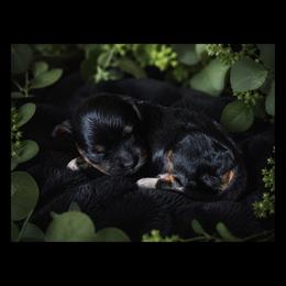 Zinnia - Black and tan female Cavapoo puppy in Battle Lake, Minnesota from Panda Puppies