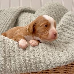 Copper - Red male Cavapoo puppy in Knoxville, Tennessee from Duke’s Forever Doodles