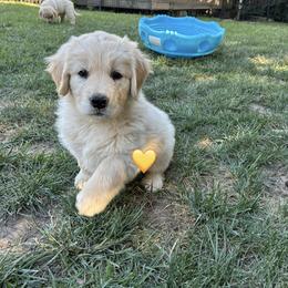 Miss Yellow - Light golden female Golden Retriever puppy in Carmichael, California from Sadie Lane Family Goldens