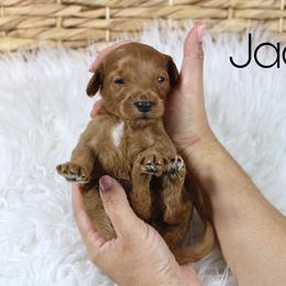 Jager - Red  male Goldendoodle puppy in Casa Grande, Arizona from AzDoodle Dandies