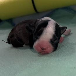 Girl 3 - Black and white female Boston Terrier puppy in Jupiter, Florida from CJM Boston and Boxer Puppies