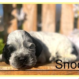 Snoopy - Black and white male Cocker Spaniel puppy in Clinton, Oklahoma from Enchanted Spaniels
