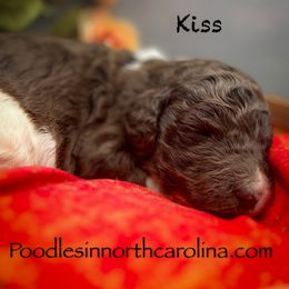 Kiss - Parti male Poodle puppy in Greenville, North Carolina from Grace Poodles