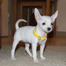 Shelly-Cream Female - Cream female Chihuahua puppy in Willamina, Oregon from Cherished Chihuahuas
