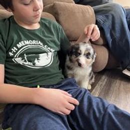 Aussiedoodle, Australian Shepherd, Poodle, Shihpoo, and Shih Tzu Puppies from Rockiń N Kennel