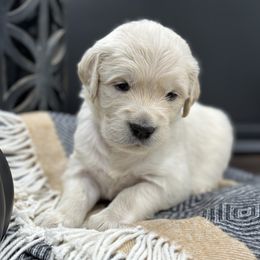 Golden Retriever Puppies from Arden Hill Goldens