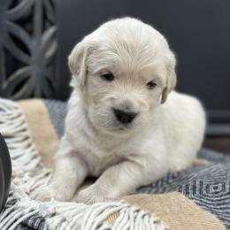 Golden Retriever Puppies from Arden Hill Goldens