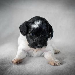 Bollywood - Black white and tan female Cockapoo puppy in Ellensburg, Washington from Dawn to Dusk Cockapoos